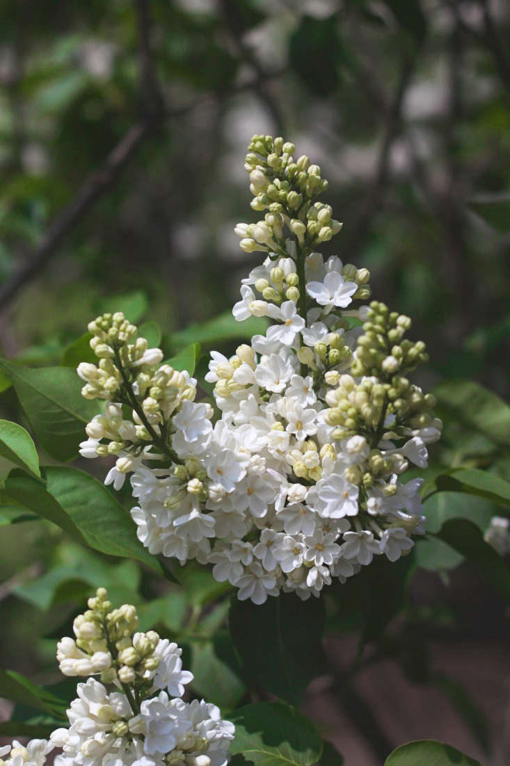With abundant white blooms, Syringa vulgaris 